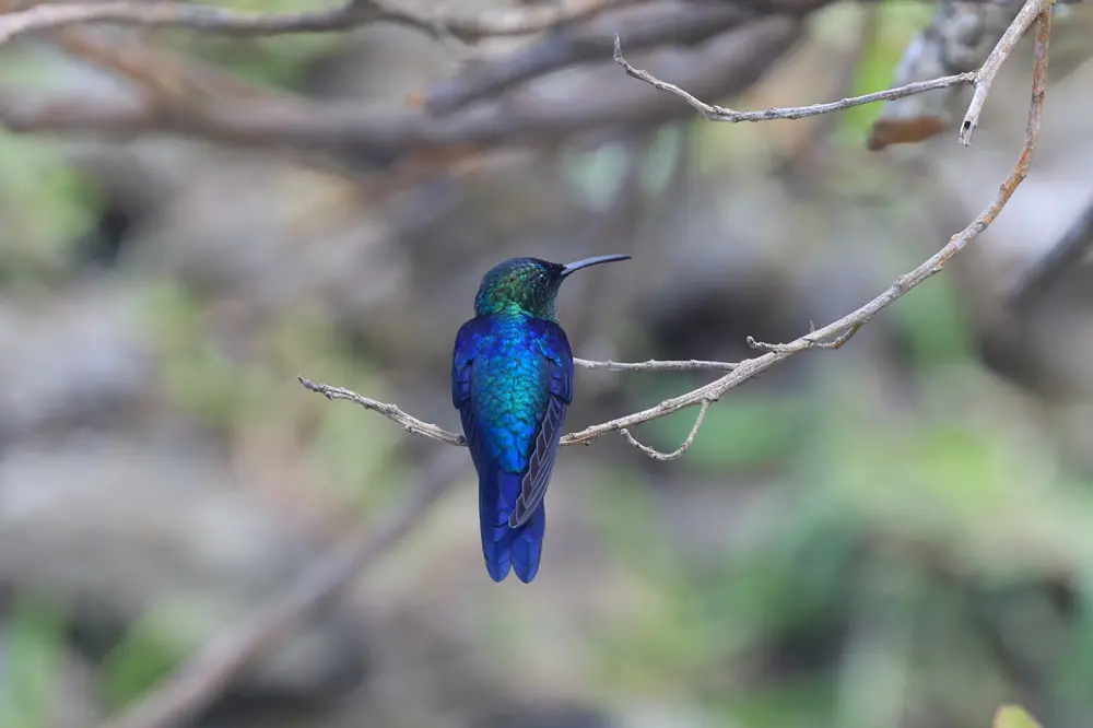 Colibrí ninfa coronada