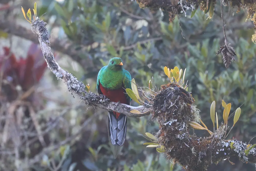 Quetzal de Santa Marta